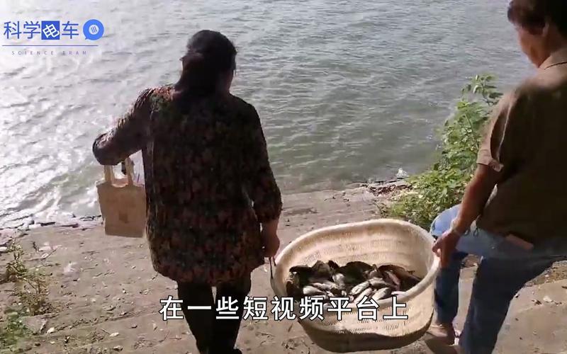 新门内部资料免费提供和放生2.5万斤外来鲇鱼与放生鲇鱼的功德